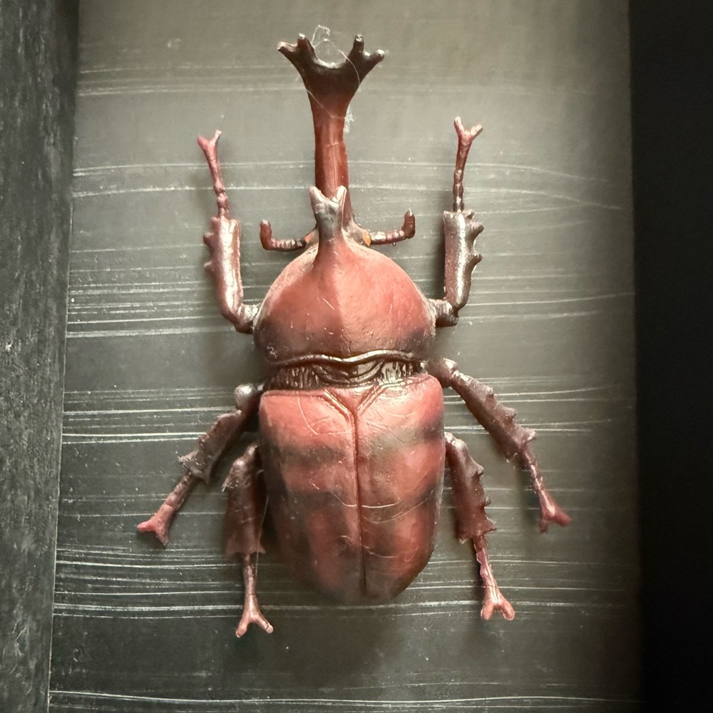 Insect Shadow Box - Picture 4 of 6